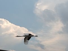 -盐城丹顶鹤湿地生态旅游区