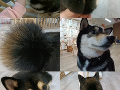 -柴迷FANS CLUB·柴犬狗咖·猫咖