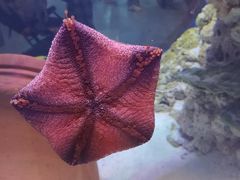 -海合安武汉极地海洋公园