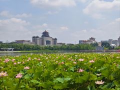 -莲花池公园