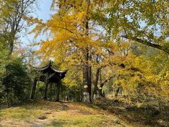 -千年银杏谷文化旅游区