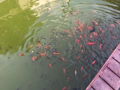 -瑞安威尼都
