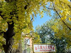 -三里屯东五街银杏大道