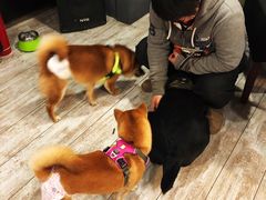 -百好乐宠物友好餐厅(朝外大街店)