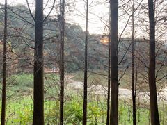 -东莞市大岭山森林公园