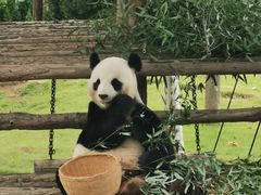 -西霞口神雕山野生动物世界