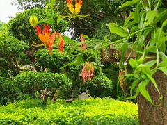 -广州神农草堂中医药博物馆