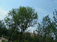 -九龙湖公园