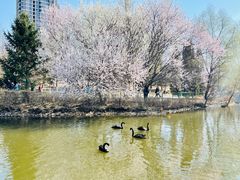 -长白岛森林公园