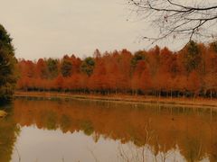 -上海海湾国家森林公园