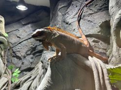 -Zoolung Zoolung动物主题公园(海信广场店)