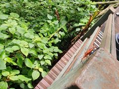 -野象谷景区
