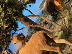 -国家自然博物馆