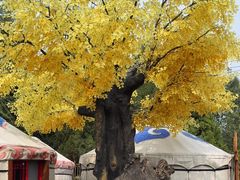 -大汗行宫园林餐厅