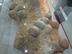 -中国西峡恐龙遗迹园