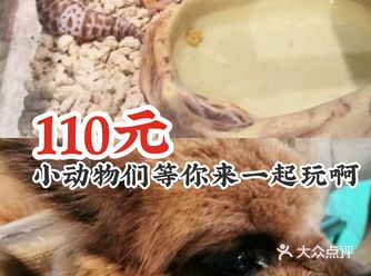 110元小动物们等你来一起玩啊！