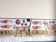 -凯瑞希宠物医院·狂犬免疫·微创·皮肤科