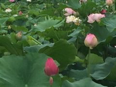 -荷塘月色湿地公园·向阳花洲