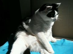 android_upload_pic-Anne猫窝咖啡屋