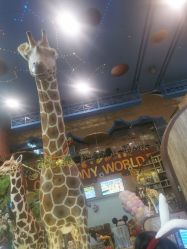 -卡通尼·Safari非洲探索乐园·生日会(金桥国际商业广场店)