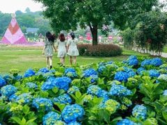 -洪湖湿地生态园