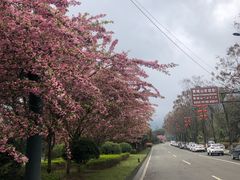 -张醪糟