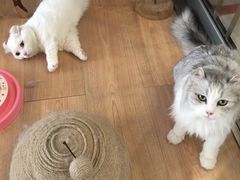 -MOYOYO猫咪咖啡店
