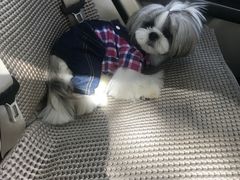 -爱侣宠医·鹦鹉专科·小型哺乳类·异宠专科(灵石路店)