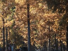 -黄海国家森林公园