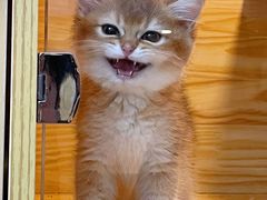 -小猫来了·猫舍(红山六九七九店)