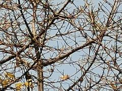 -重庆市奥林匹克体育中心-游泳跳水馆