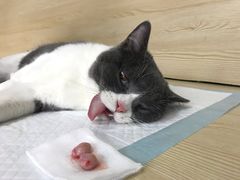 -乐派堂宠物医院·猫友好· 心脏科(东街店)