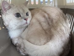 -瑞鹏宠物医院·内科·中兽医·骨科(苗圃店)