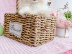 -萌宠之家·腊肠犬·马尔泰·小体犬舍