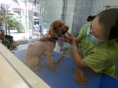 -芭比堂动物医院广州顽皮分院