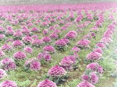 -小八仙·八方(移民广场店)