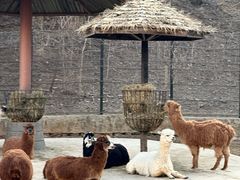 -大连森林动物园