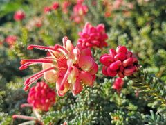 -墨尔本皇家植物园