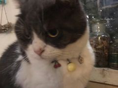 -海边的猫和咖啡馆