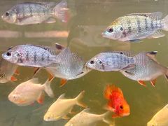 -上海昆虫博物馆