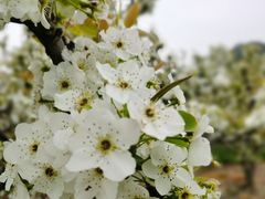 -树山生态村