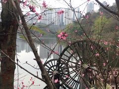 -重庆彩云湖湿地公园