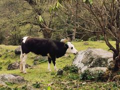 -硗碛藏寨·神木垒景区