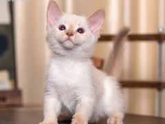-小猫来了·猫舍(红山六九七九店)