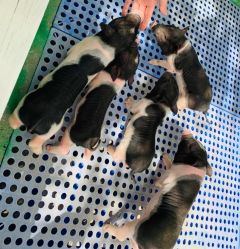 -萌宠亲子动物乐园(槐房万达店)