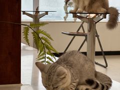 -共舞时光猫咖·狗咖(新街口店)