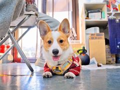 -菠萝格斗巴西柔术训练馆