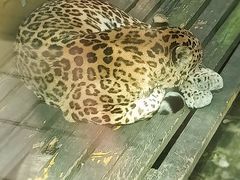 -青藏高原野生动物园