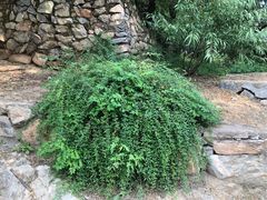 -北京鹫峰国家森林公园