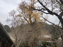 -潭柘寺景区